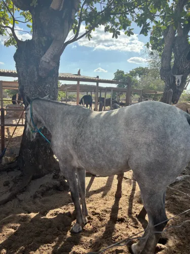Égua 3 anos inicio de doma 