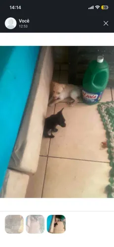 Doação de filhotes