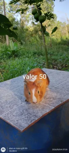 Porquinho da índia