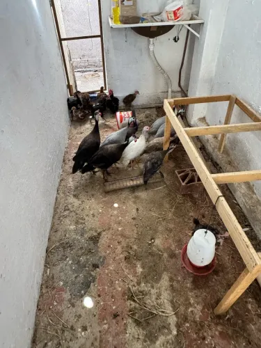 Capotes de cor disponível ( desconto bom pra quem levar o lote )