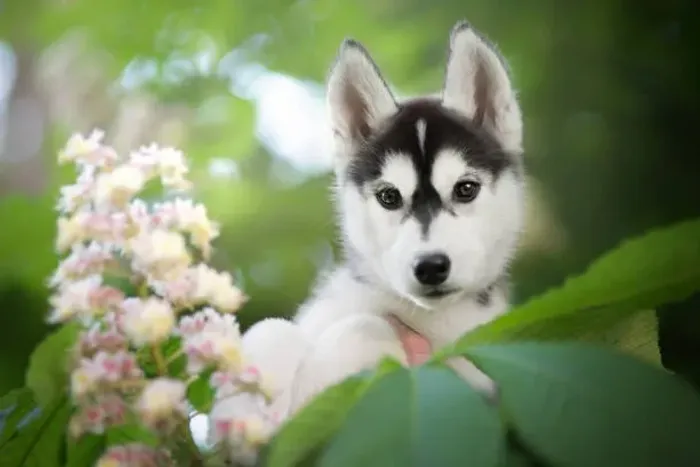 Lindos Husky Siberiano Disponíveis ?