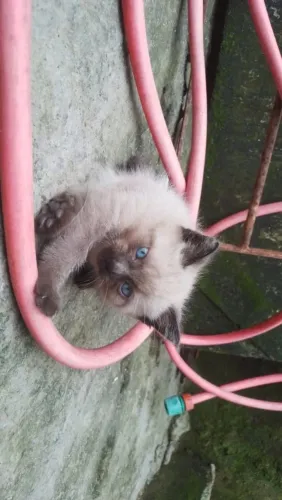 Doação de animais