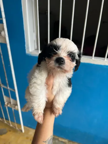 Vende-se filhote shih-tzu macho