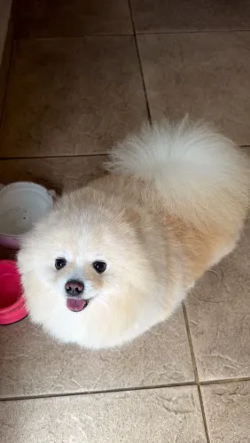 Vendo dois Lulu pomerania
