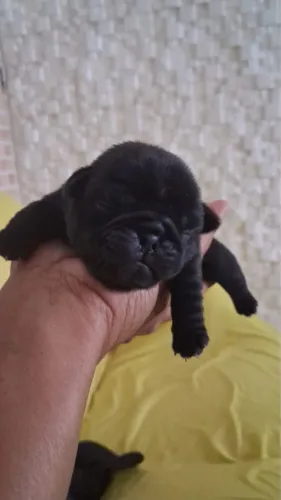 Filhotes de Pug