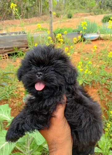 Vendo casal shih Tzu