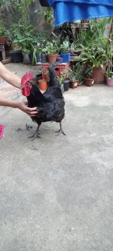 Galo Gigante Negro de Jersey