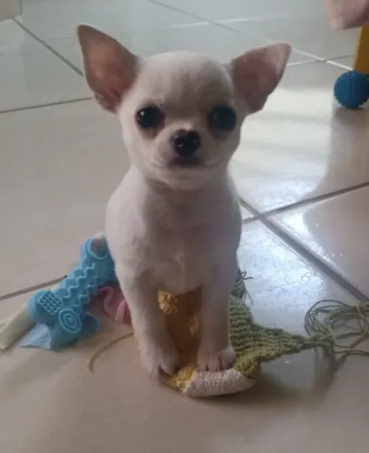 Filhote chihuahua macho promoção 