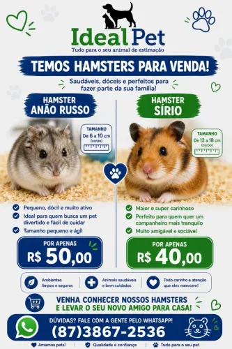 Hamester sírio e anão russo disponível 