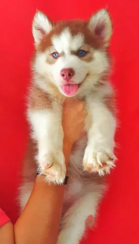 Filhotes de Husky Siberiano | Alegria contagiante.