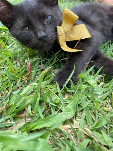 Doação de gatinhos. 