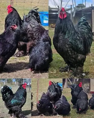 Ovos para incubação galinha brahma black