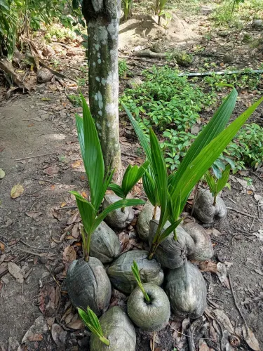 Mudas de pé de coco 