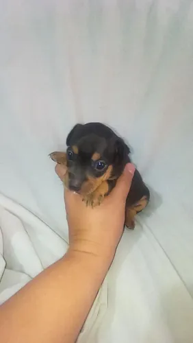 Pinscher miniatura macho 