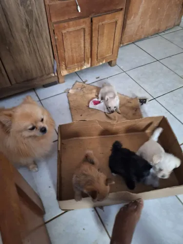 Cachorro split alemão