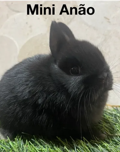 Mini coelhos
