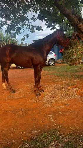 Cavalo quarto de milha registrado