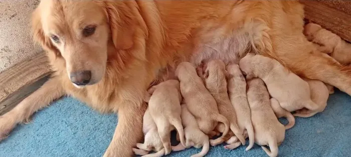 Filhotes cachorro golden para doação