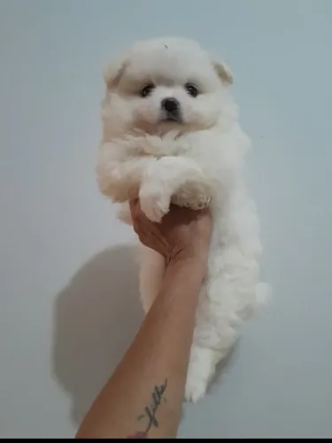 Spitz Alemão Anão mini ursinho macho Passo cartão
