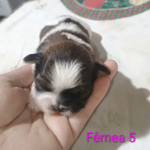 Filhotes Shitzu fêmeas