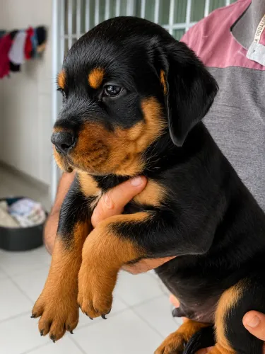 Rottweiler