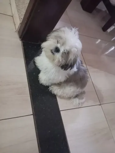 Shih Tzu filhote Macho