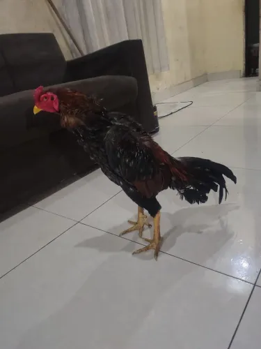 Galo indio costeiro
