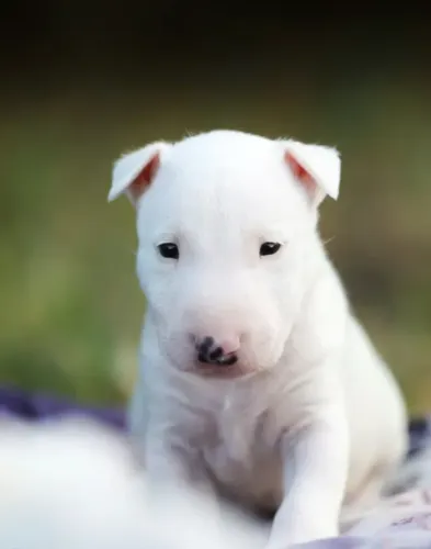 Bull Terrier,Bull Terrier Filhote Selecionado Alta Procedência