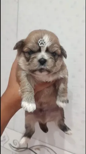 Seu novo melhor amigo tem olhos doces, pelos macios e muito amor para dar.
