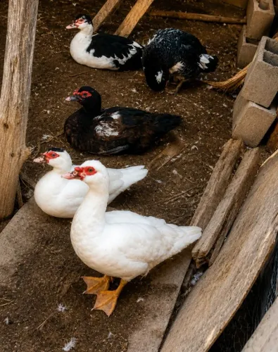 Patos machos disponíveis 