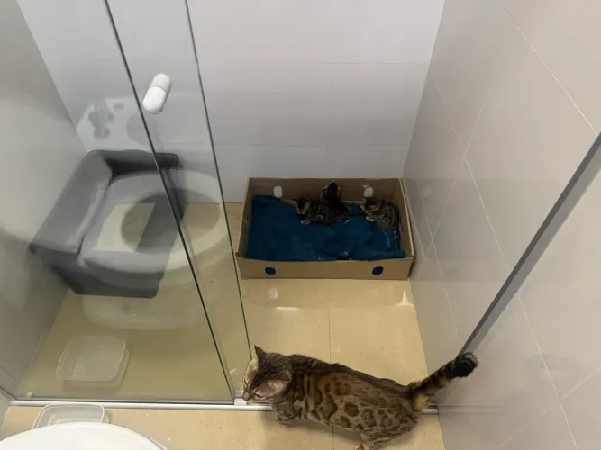 Filhotes de gato Bengal