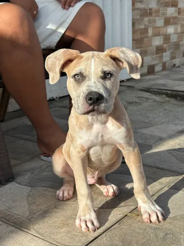 Pitmonster 