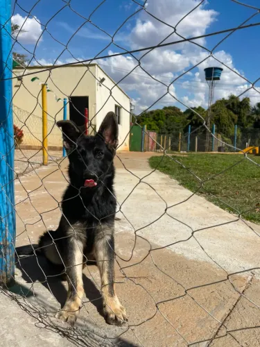 Filhotes de Pastor alemão com pedigree