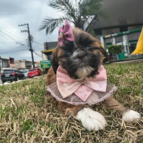 Fêmea de Shitzu linda ótimo padrão temos loja física para visitação 
