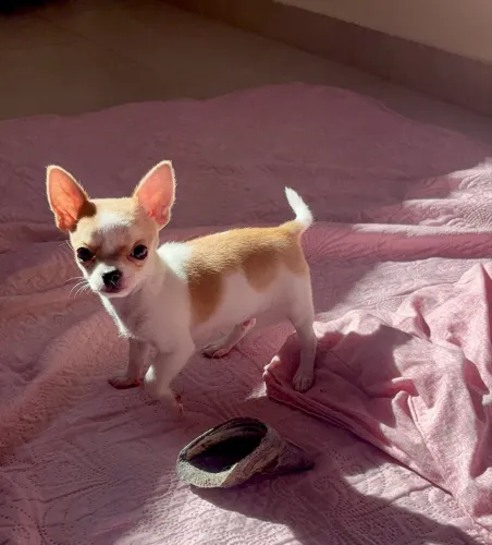 Chihuahua