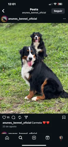 Bernese mountain