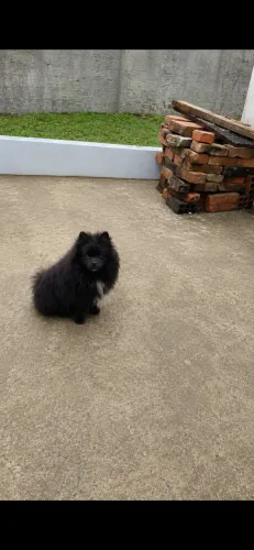 Filhote Lulu da Pomerania