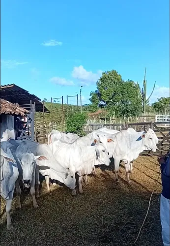 OPORTUNIDADE!! 10 Vacas Nelore EXTRAS!(6 paridas e 4 prenhas)