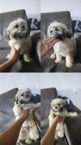 Shih tzu