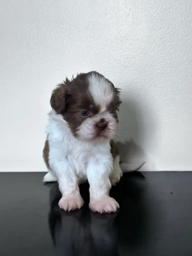 Vendo Shihtzu