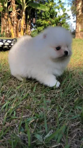 Doação de filhote de Lulu da pumerânia