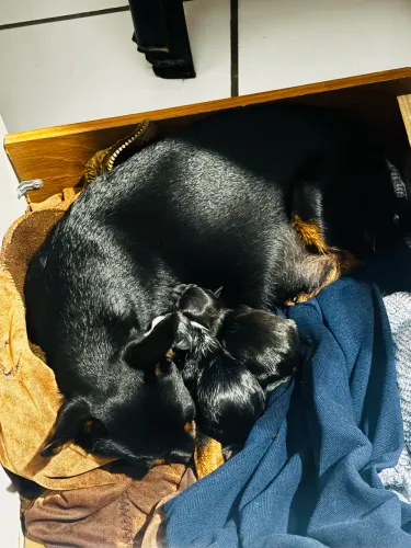Filhotes pinscher fêmea.