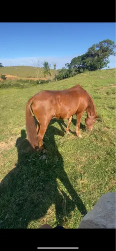 Égua 9 anos