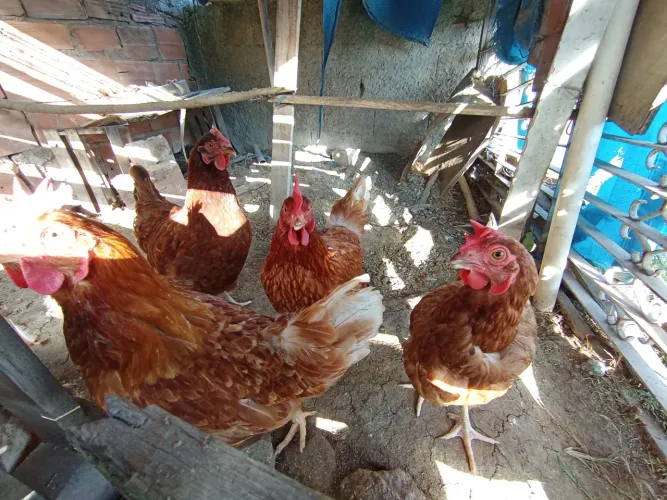 Galinha caipira (4 galinhas)