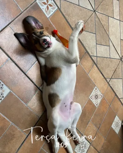 Doa-se Cachorro dócil 