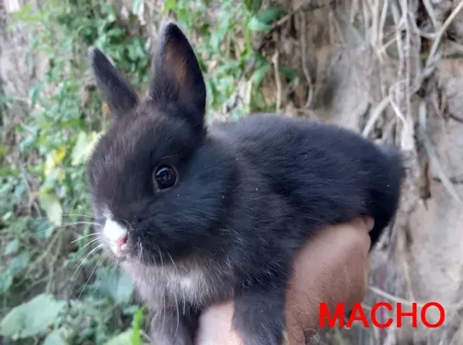 Filhotes de mini coelhos Netherland Dwarf