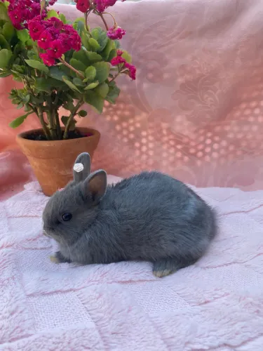 Coelhinhas Mini Rex fêmeas - filhotes 