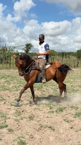 Cavalo de vaquejada 