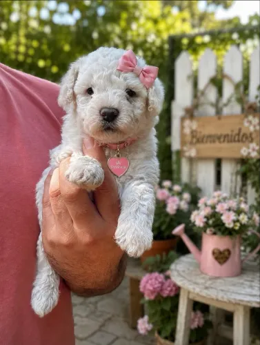 Poodle toy fêmea 
