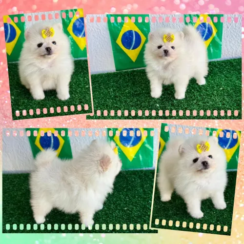!!! Anãozinhos !!! Ursinhos fêmeas e machos 